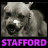 STAFFORD