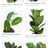 Ficus1