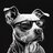 bulldogdog