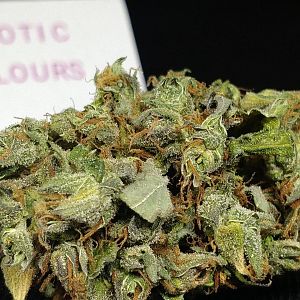 Exotic Colours